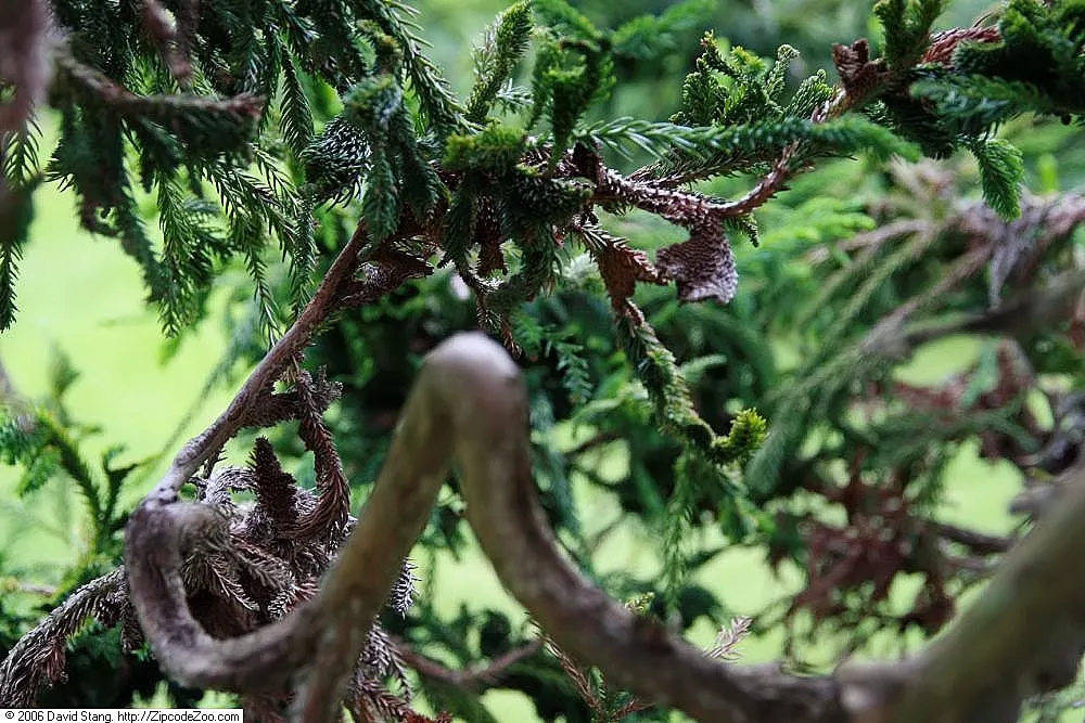 Japanese Cedar 'Cristata' (Cryptomeria Japonica 'Cristata') — is a distinctive and ornamental evergreen conifer that stands out for its unique