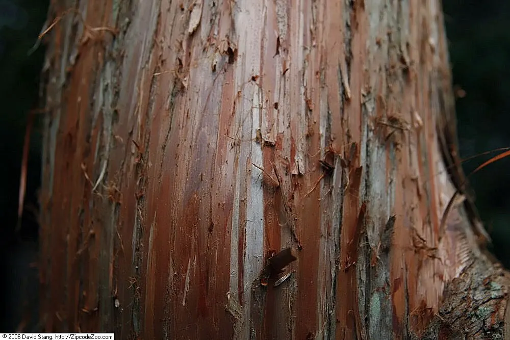 Japanese Cedar 'Cristata' (Cryptomeria Japonica 'Cristata') — The bark is attractively red-brown and exfoliates in strips