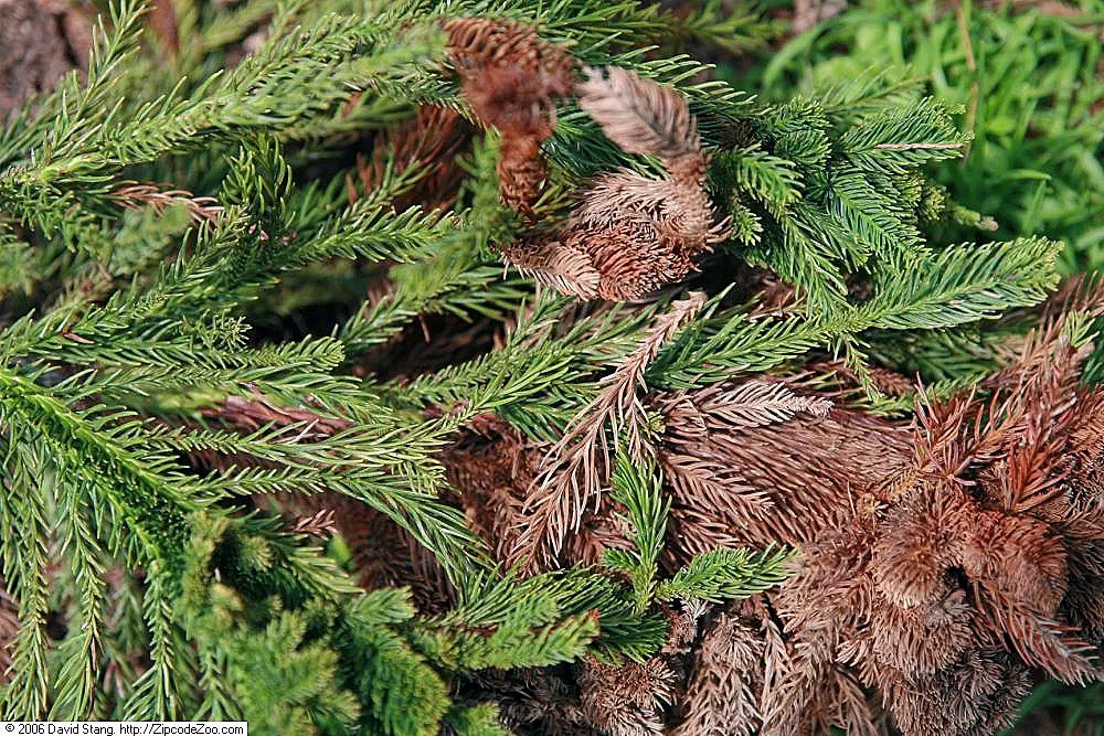 Japanese Cedar 'Cristata' (Cryptomeria Japonica 'Cristata') — the Cockscomb Cryptomeria thrives in USDA Hardiness Zones 5 through 9