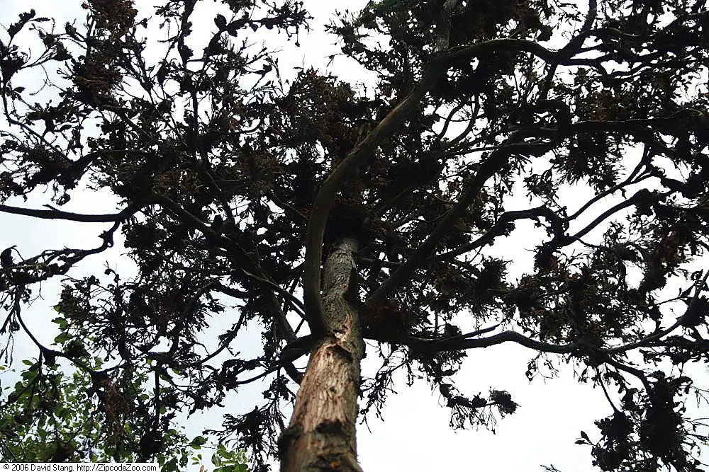 Japanese Cedar 'Cristata' (Cryptomeria Japonica 'Cristata') — is known for its distinctive