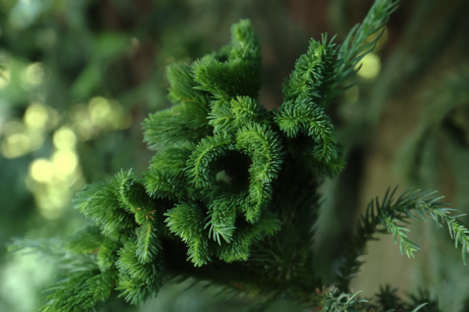 Japanese Cedar 'Cristata' (Cryptomeria Japonica 'Cristata') — The Cockscomb Cryptomeria