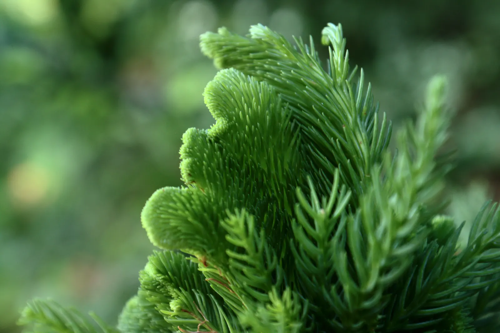 Japanese Cedar 'Cristata' (Cryptomeria Japonica 'Cristata') — the Cockscomb Cryptomeria's pyramidal shape provides a stately appearance