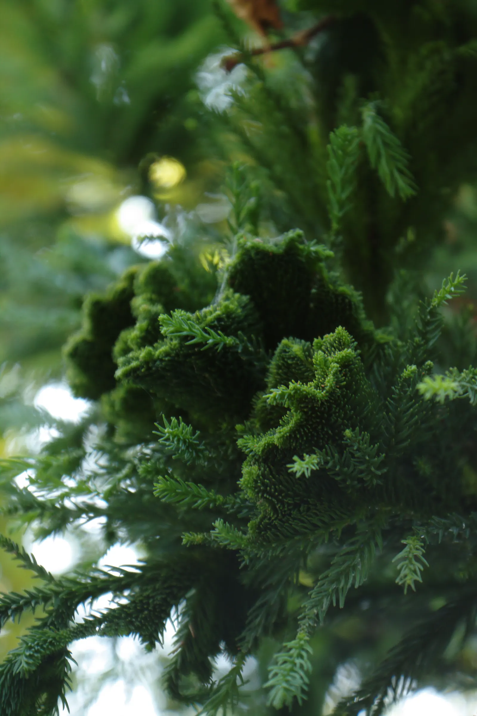 Japanese Cedar 'Cristata' (Cryptomeria Japonica 'Cristata') — adding year-round interest to the garden