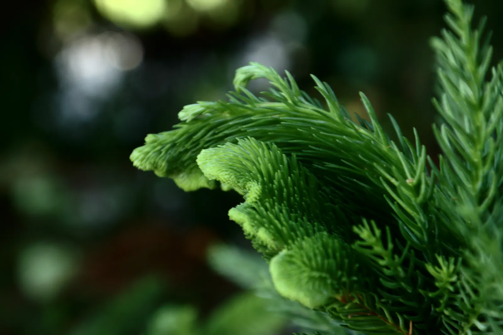 Japanese Cedar 'Cristata' (Cryptomeria Japonica 'Cristata') — Ideal for accent placement