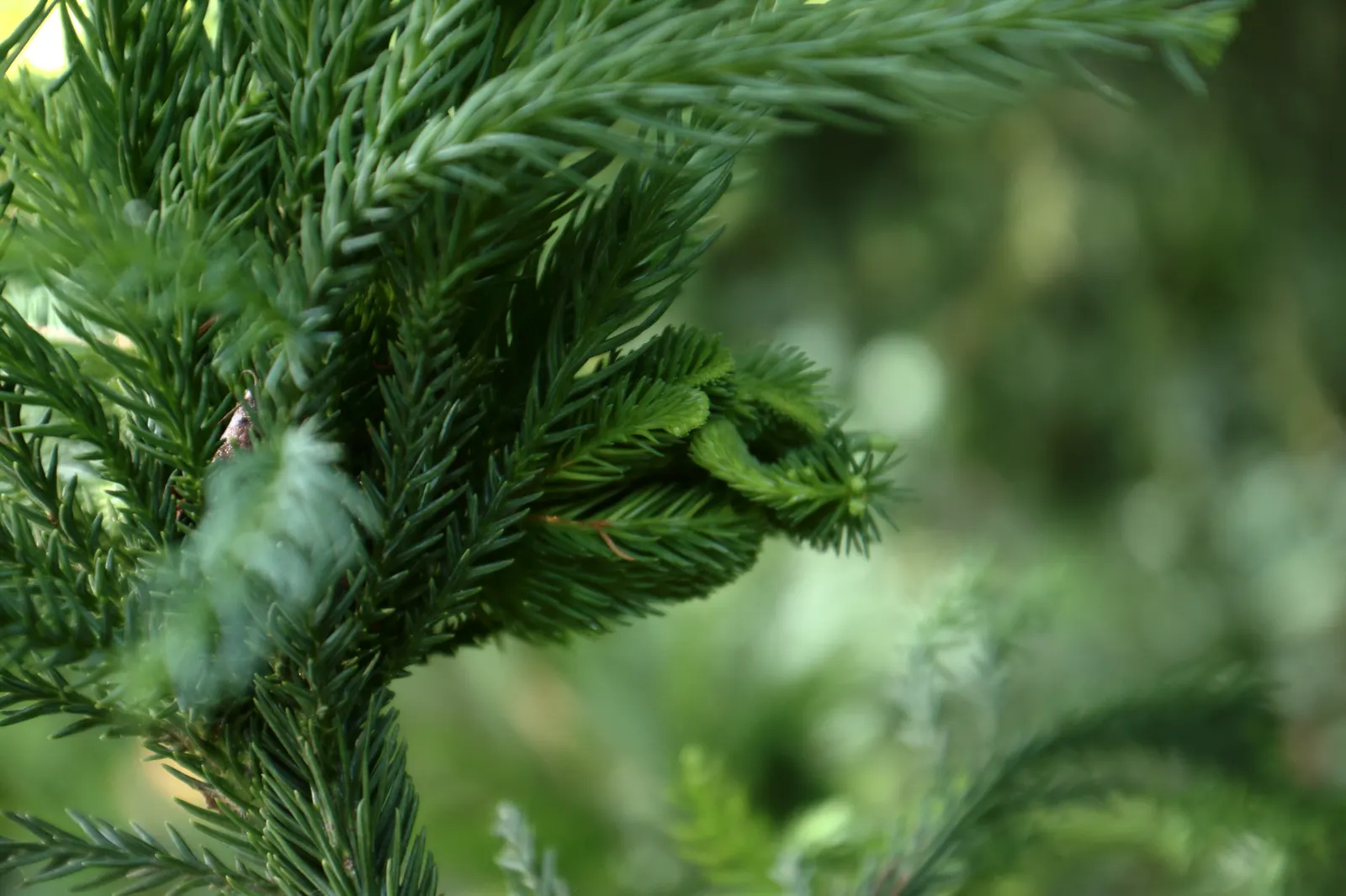 Japanese Cedar 'Cristata' (Cryptomeria Japonica 'Cristata') — it thrives in USDA Zones 5-8