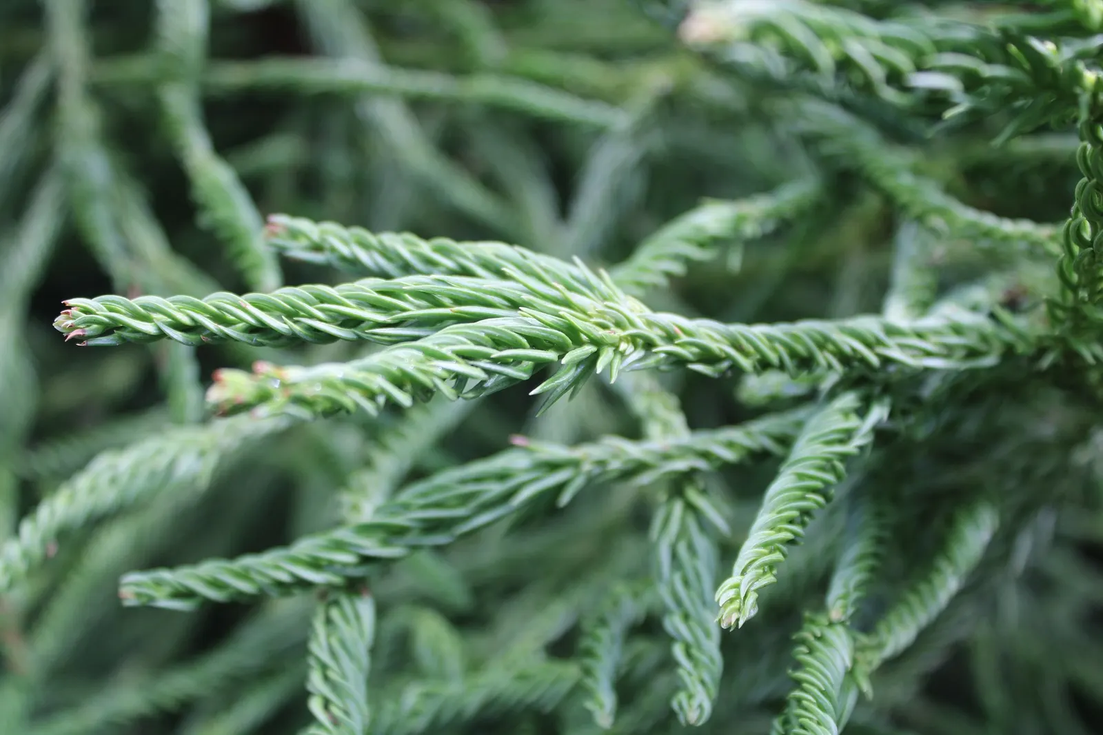 Japanese Cedar 'Cristata' (Cryptomeria Japonica 'Cristata') — The Cockscomb Cryptomeria; it exhibits rich green foliage year-round, with a hint of bronze in