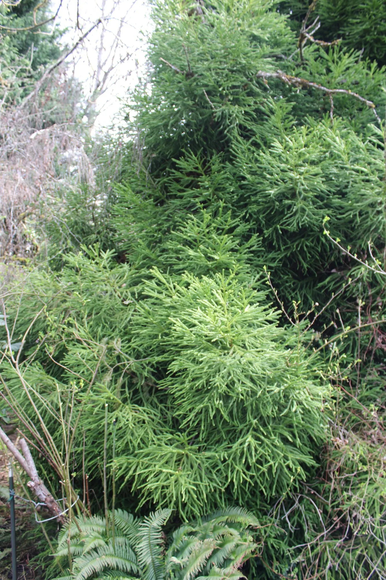 Japanese Cedar 'Cristata' (Cryptomeria Japonica 'Cristata') — conifer / shrub for full or half