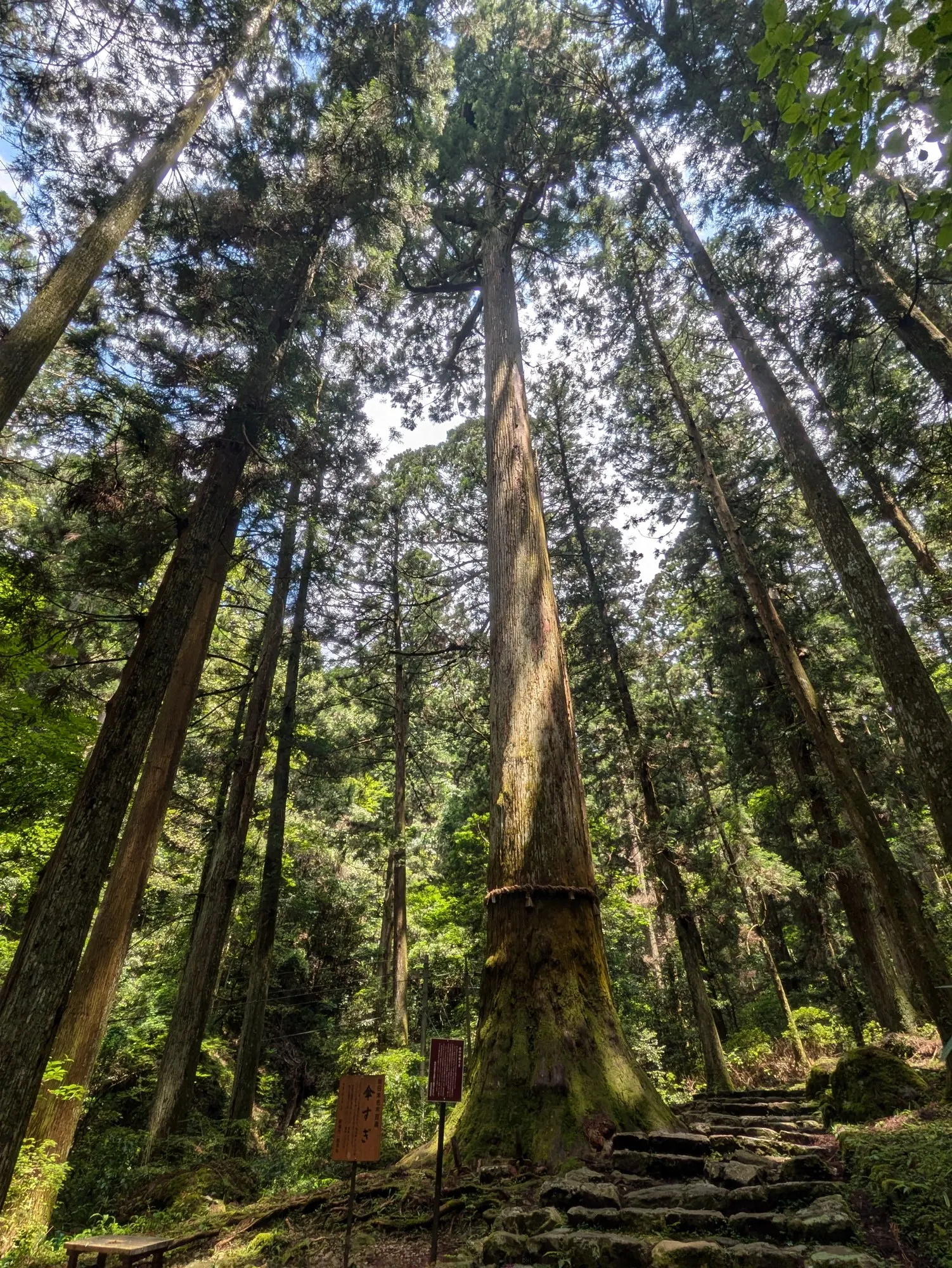 Japanese Cedar 'Cristata' (Cryptomeria Japonica 'Cristata') — commonly referred to as Cockscomb Cryptomeria; requiring well-drained soil and full to partial