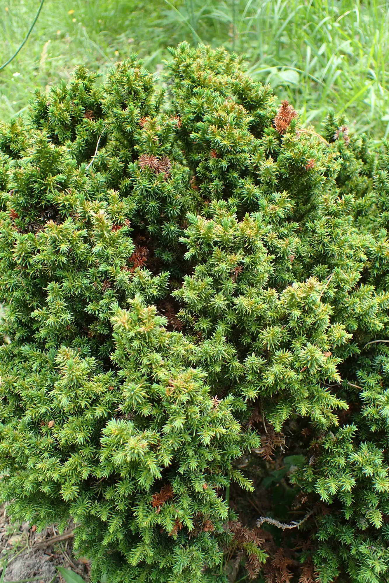 Japanese Cedar 'Cristata' (Cryptomeria Japonica 'Cristata') — the Cockscomb Cryptomeria's pyramidal shape provides a stately appearance; ideal for accent