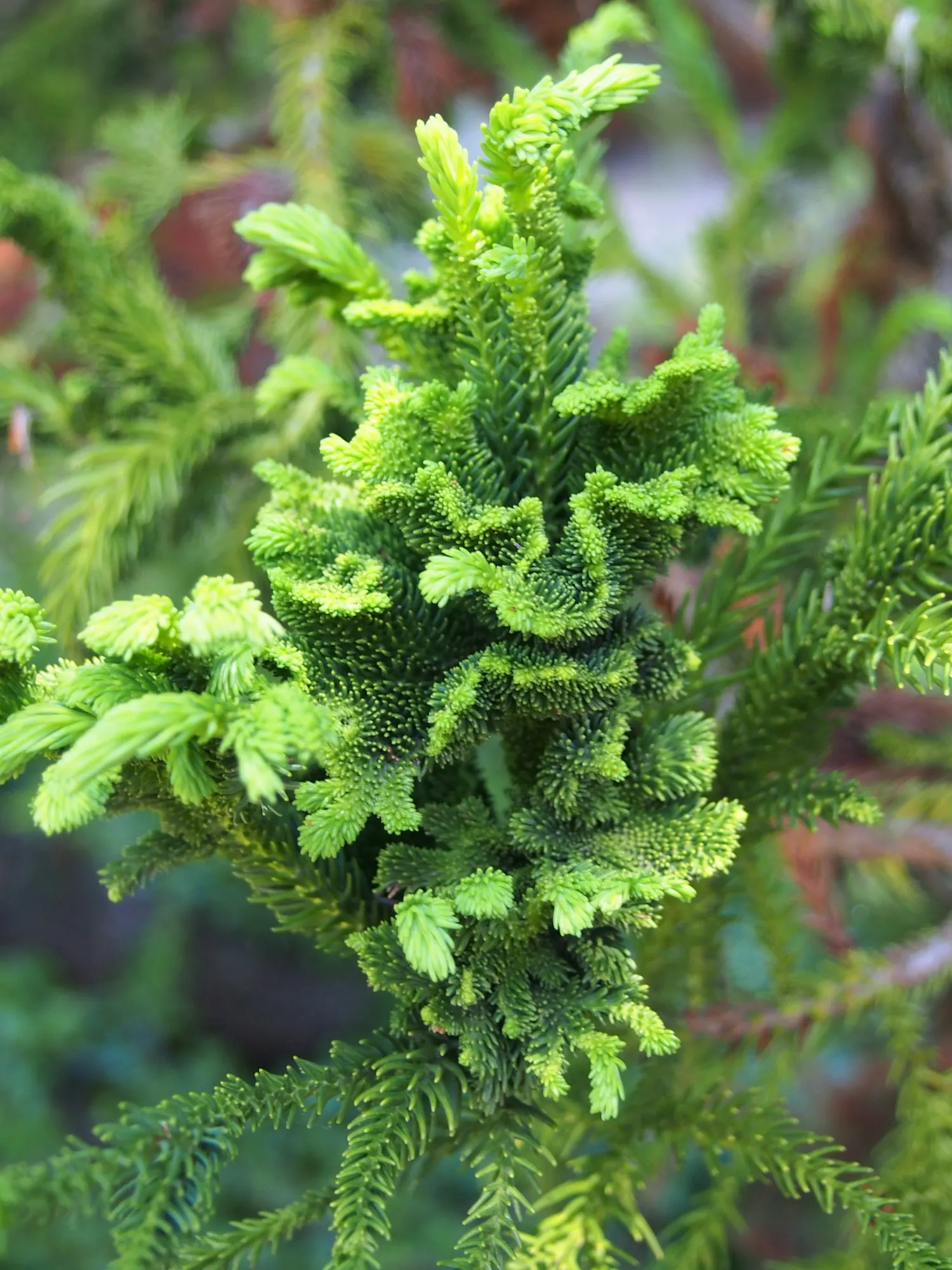 Japanese Cedar 'Cristata' (Cryptomeria Japonica 'Cristata') — adding year-round interest to the garden; due to its vertical structure and moderate size