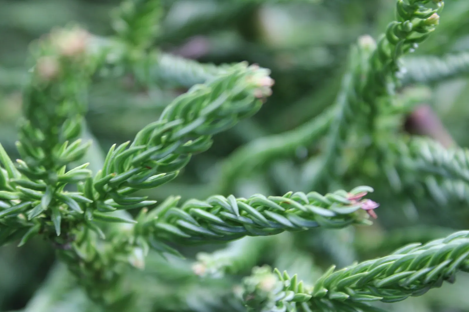 Japanese Cedar 'Cristata' (Cryptomeria Japonica 'Cristata') — is known for its distinctive; the Cockscomb Cryptomeria's pyramidal shape provides a stately