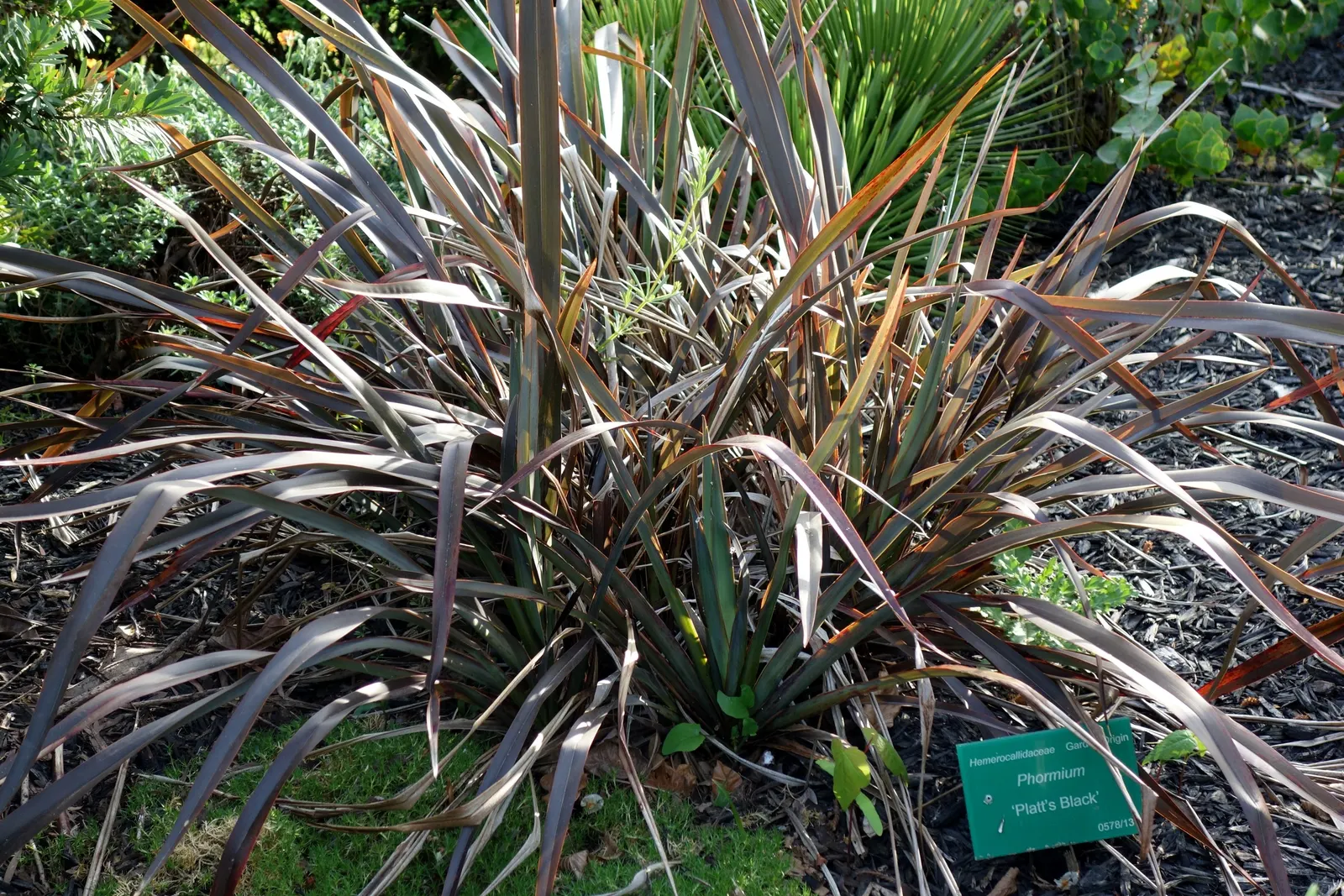 Platt's Black Flax (Phormium 'Platts Black') — Phormium 'Platt's Black' is a striking ornamental grass, revered for its dark burgundy-black leaves