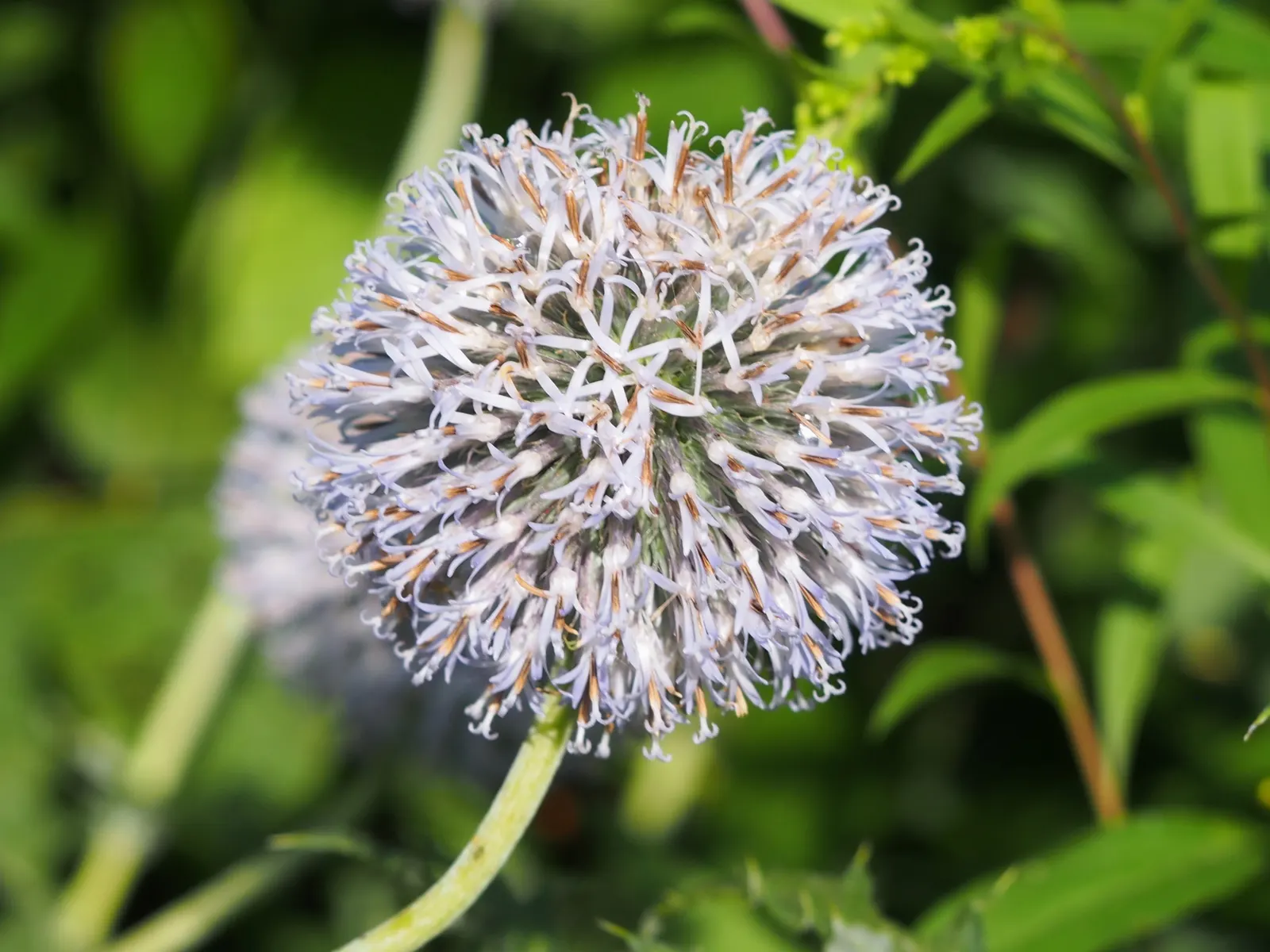 Globe Thistle (Echinops Ritro Ruthenicus) — enhancing the ecological value of the landscape; its blooms make excellent cut flowers or dried, image 138