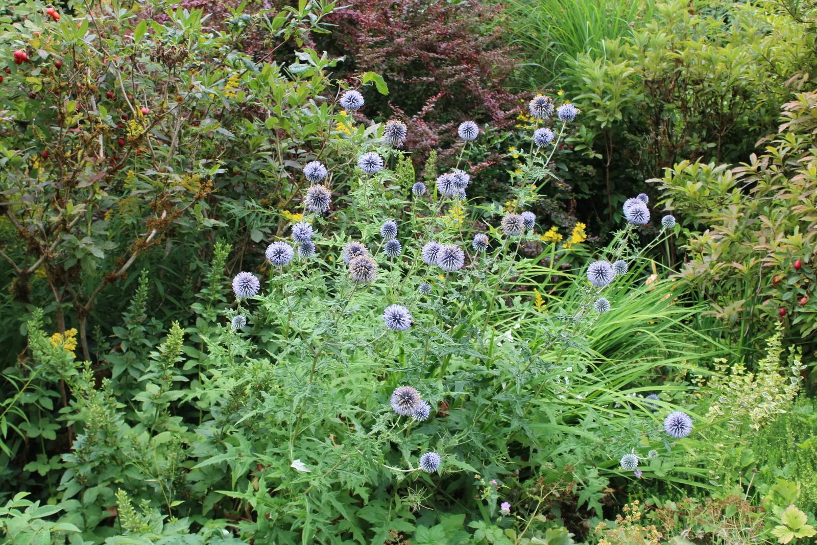 Globe Thistle (Echinops Ritro Ruthenicus) — adding a touch of drama and allure to their outdoor canvas; drought-resistant and preferring full sun, image 84