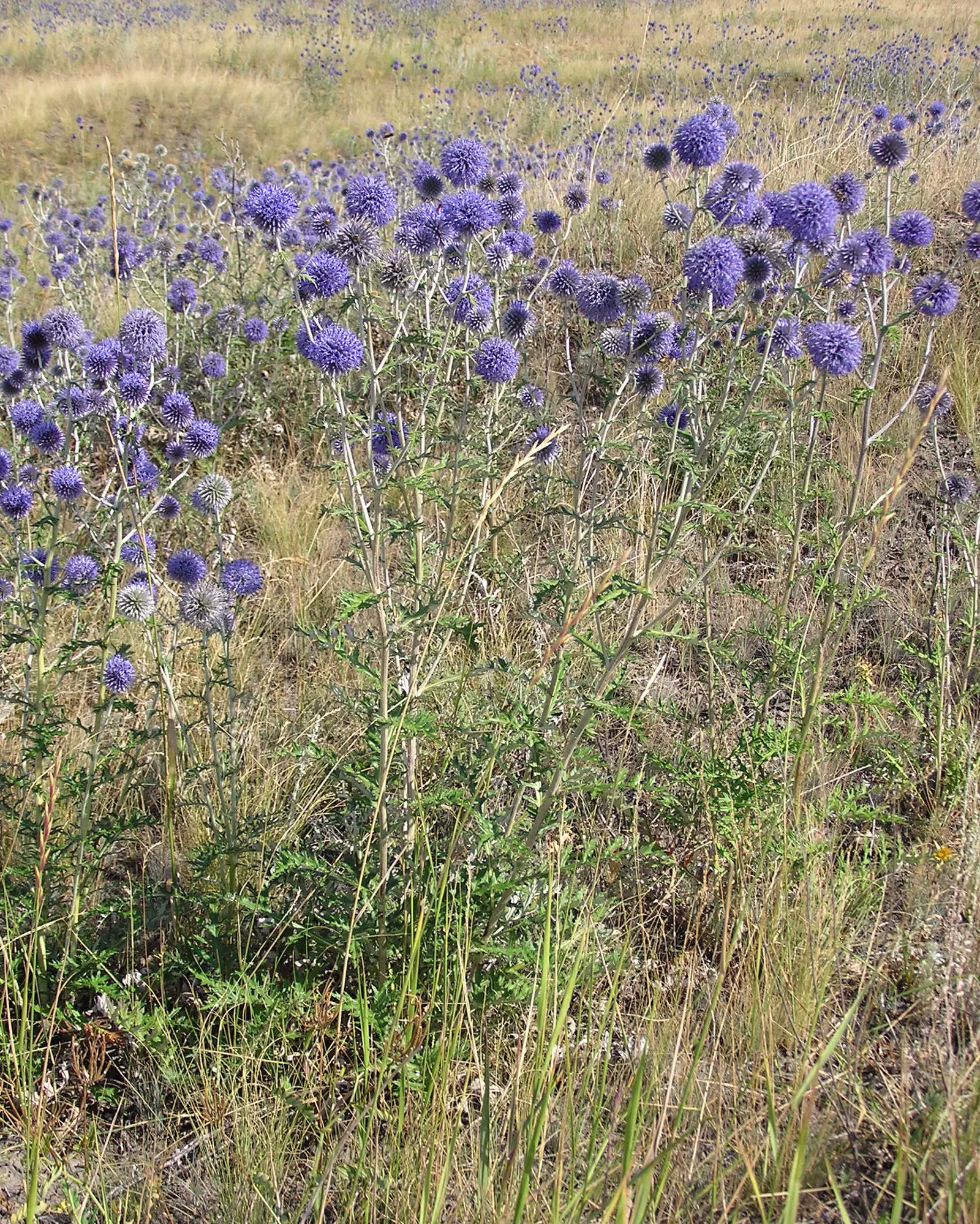 Globe Thistle (Echinops Ritro Ruthenicus) — each globe typically measuring about 1.5 to 2 inches in diameter; echinops ritro 'Ruthenicus', image 100