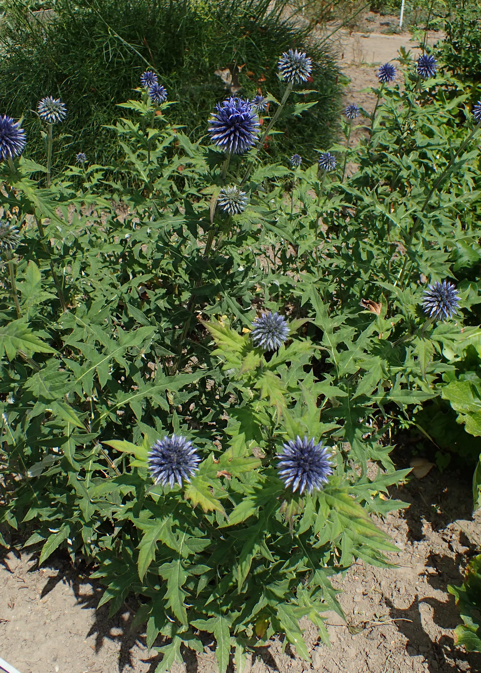 Globe Thistle (Echinops Ritro Ruthenicus) — this hardy species boasts striking spherical flower heads; but also for its resilience, image 69