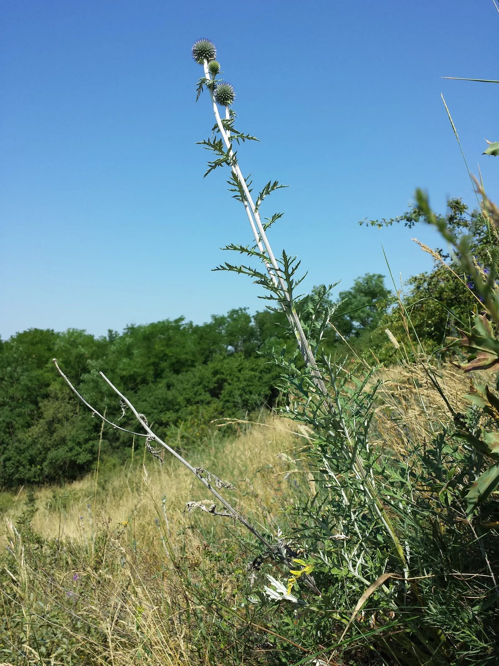 Globe Thistle (Echinops Ritro Ruthenicus) — It thrives in USDA hardiness zones 3 through 8; annual / wildflower for full, image 133