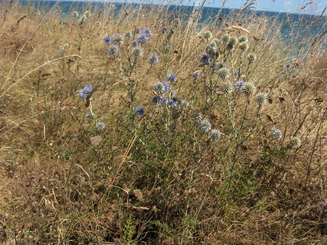 Globe Thistle (Echinops Ritro Ruthenicus) — is a robust perennial producing striking