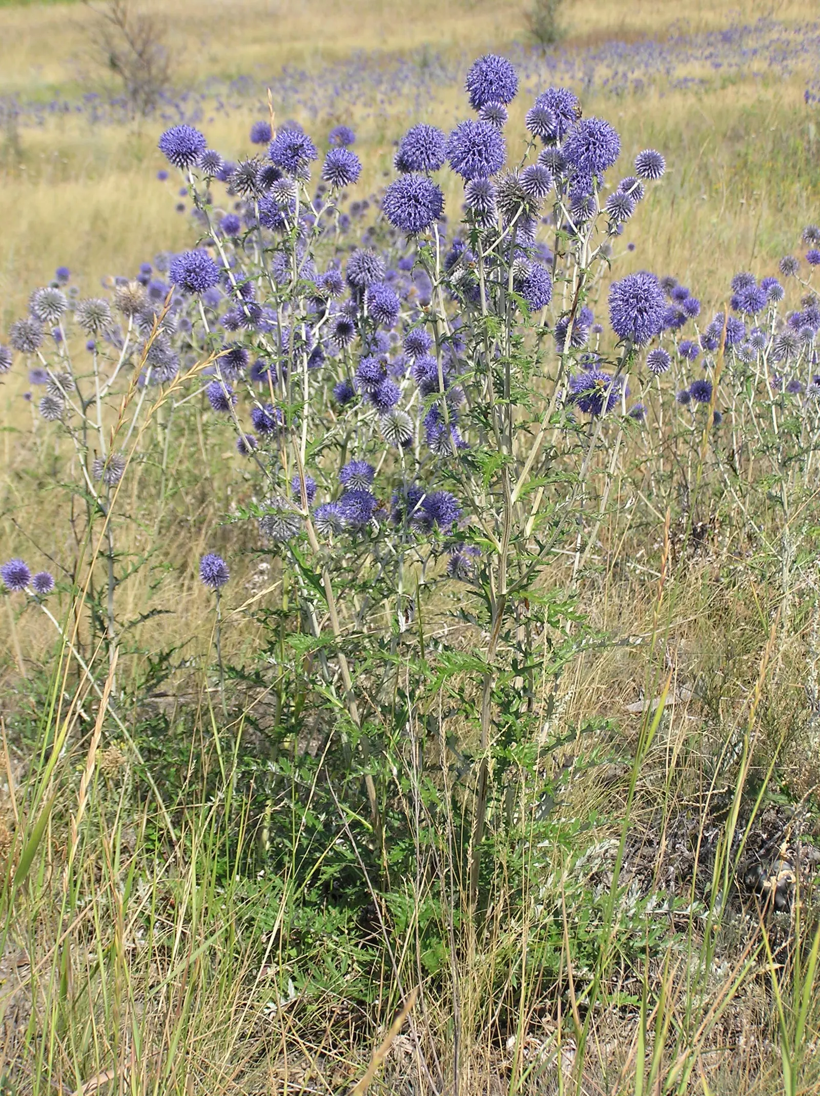 Globe Thistle (Echinops Ritro Ruthenicus) — demonstrating a robust tolerance to drought conditions once established; blooming from mid to late, image 163