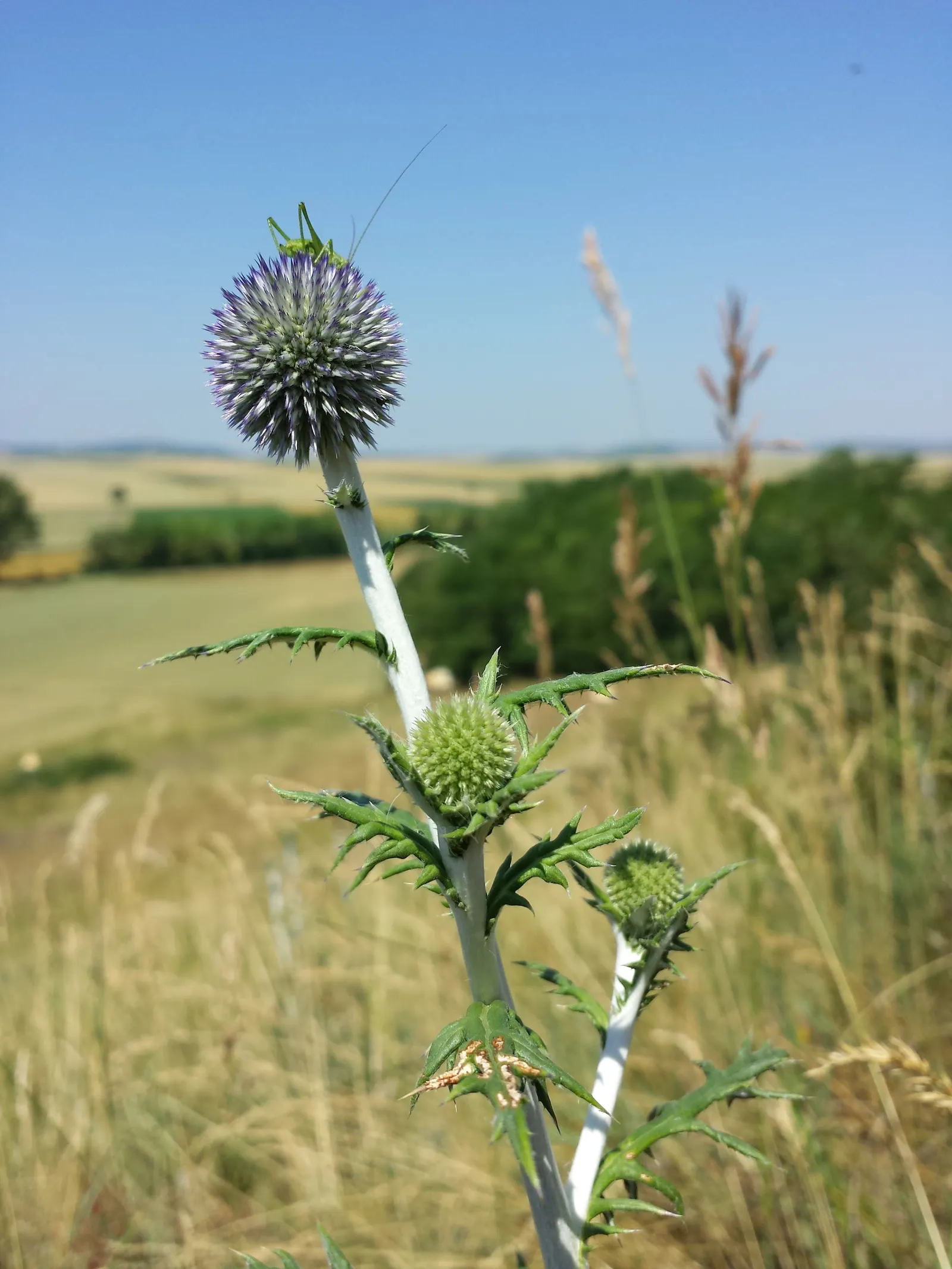 Globe Thistle (Echinops Ritro Ruthenicus) — Drought-resistant and preferring full sun, it thrives in USDA zones 3-8; metallic blue flower heads, image 63