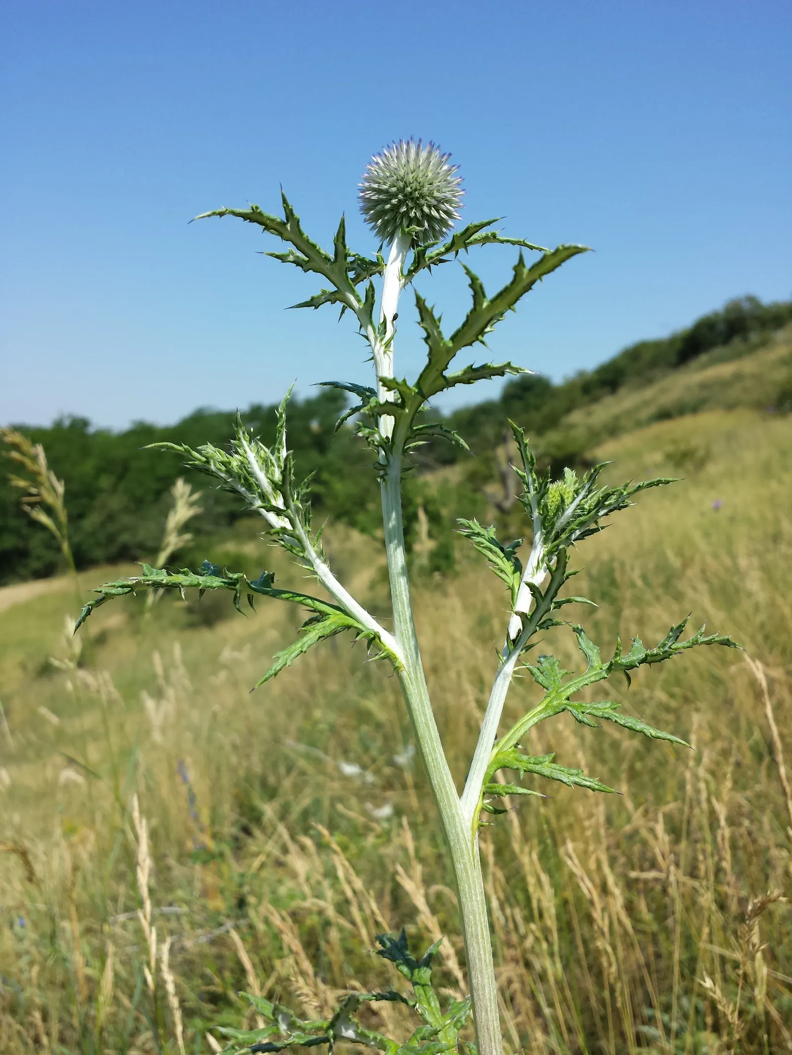 Globe Thistle (Echinops Ritro Ruthenicus) — annual / wildflower with blue blooms; and is best situated in full sun exposers, image 86