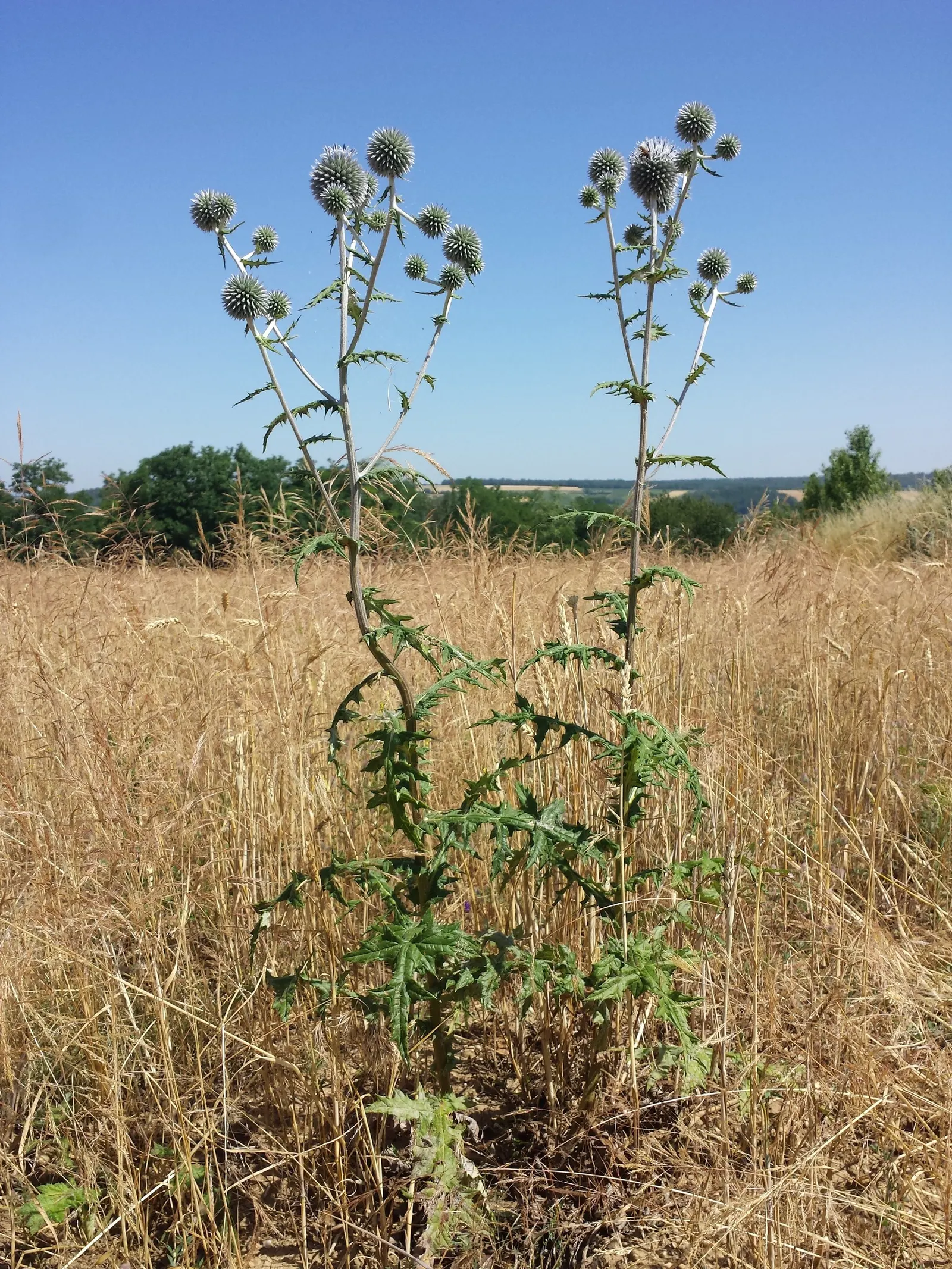 Globe Thistle (Echinops Ritro Ruthenicus) — demonstrating a robust tolerance to drought conditions once established; blooming from mid to late summer, it