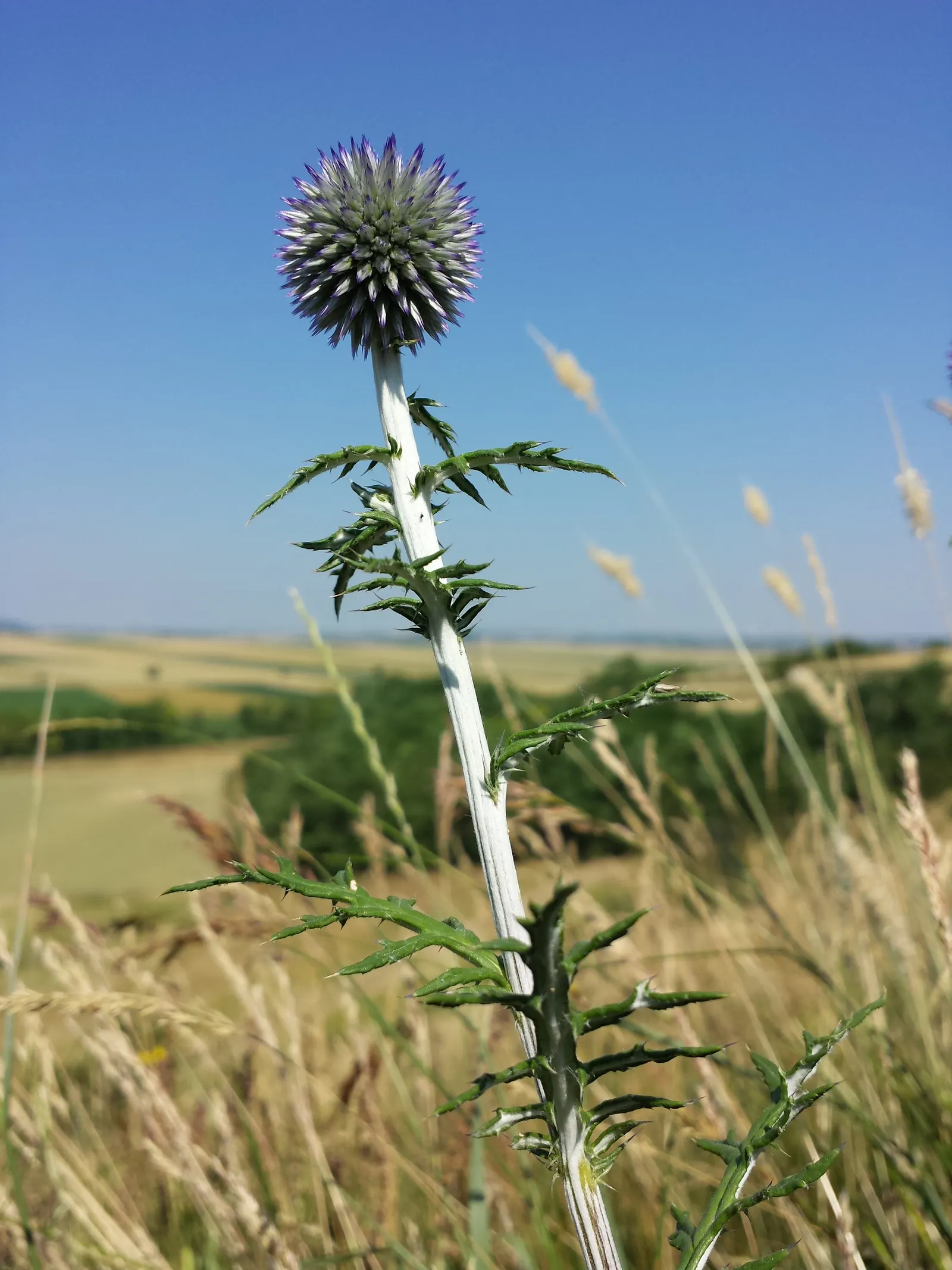Globe Thistle (Echinops Ritro Ruthenicus) — annual / wildflower for full; adding a touch of drama and allure to their outdoor canvas, image 116