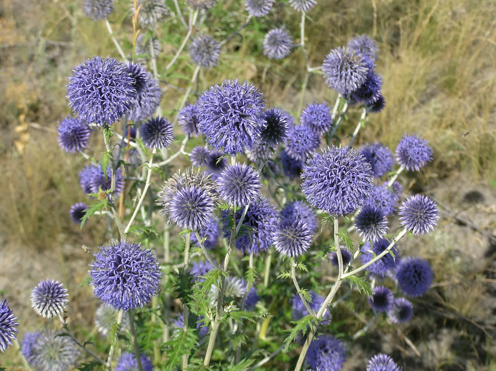 Globe Thistle (Echinops Ritro Ruthenicus) — metallic blue flower heads atop silvery; demonstrating a robust tolerance to drought conditions once established