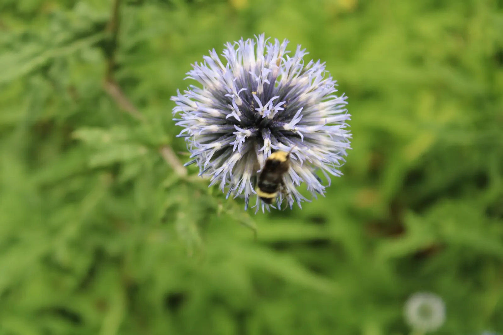 Globe Thistle (Echinops Ritro Ruthenicus) — its unique blossoms are magnets for pollinators; such as bees and butterflies, image 136