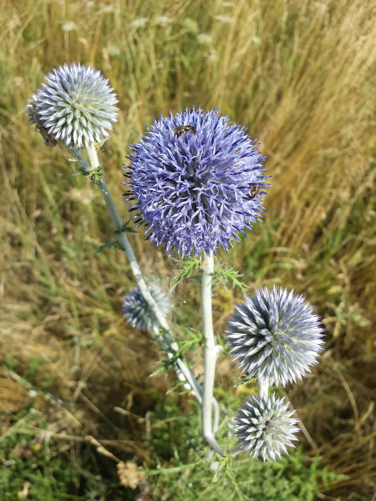 Globe Thistle (Echinops Ritro Ruthenicus) — and is best situated in full sun exposers; these blossoms rest atop stiff, image 135