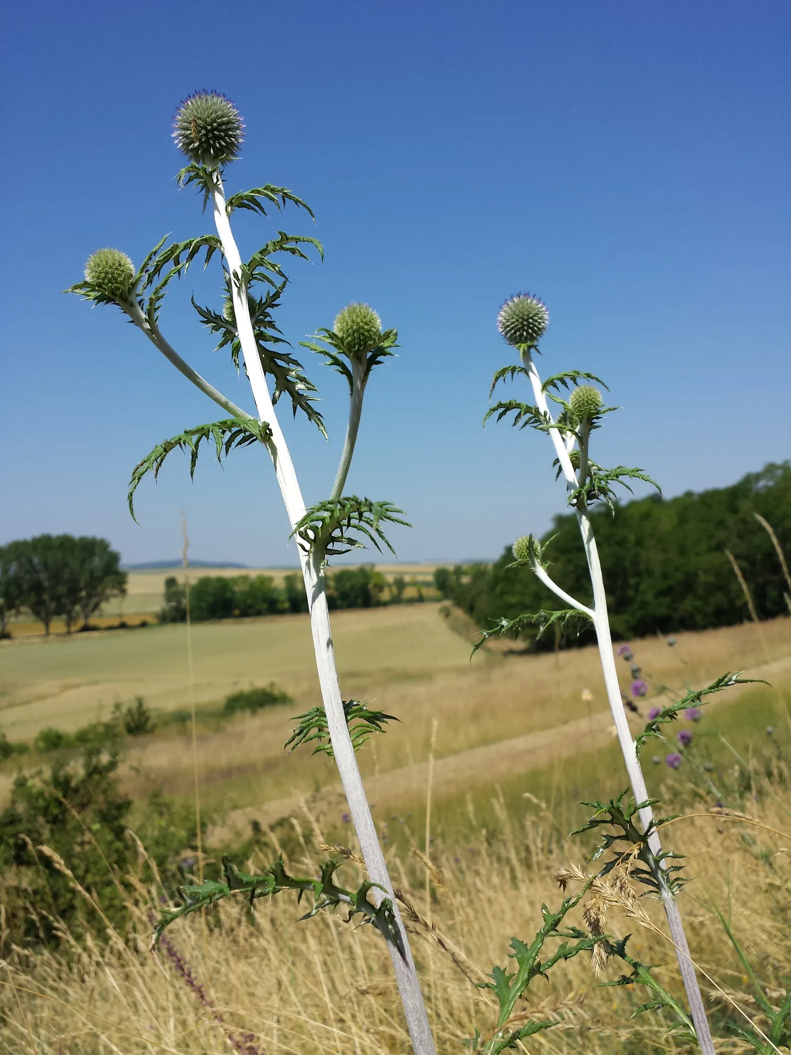 Globe Thistle (Echinops Ritro Ruthenicus) — but also for its resilience; enhancing the ecological value of the landscape, image 161