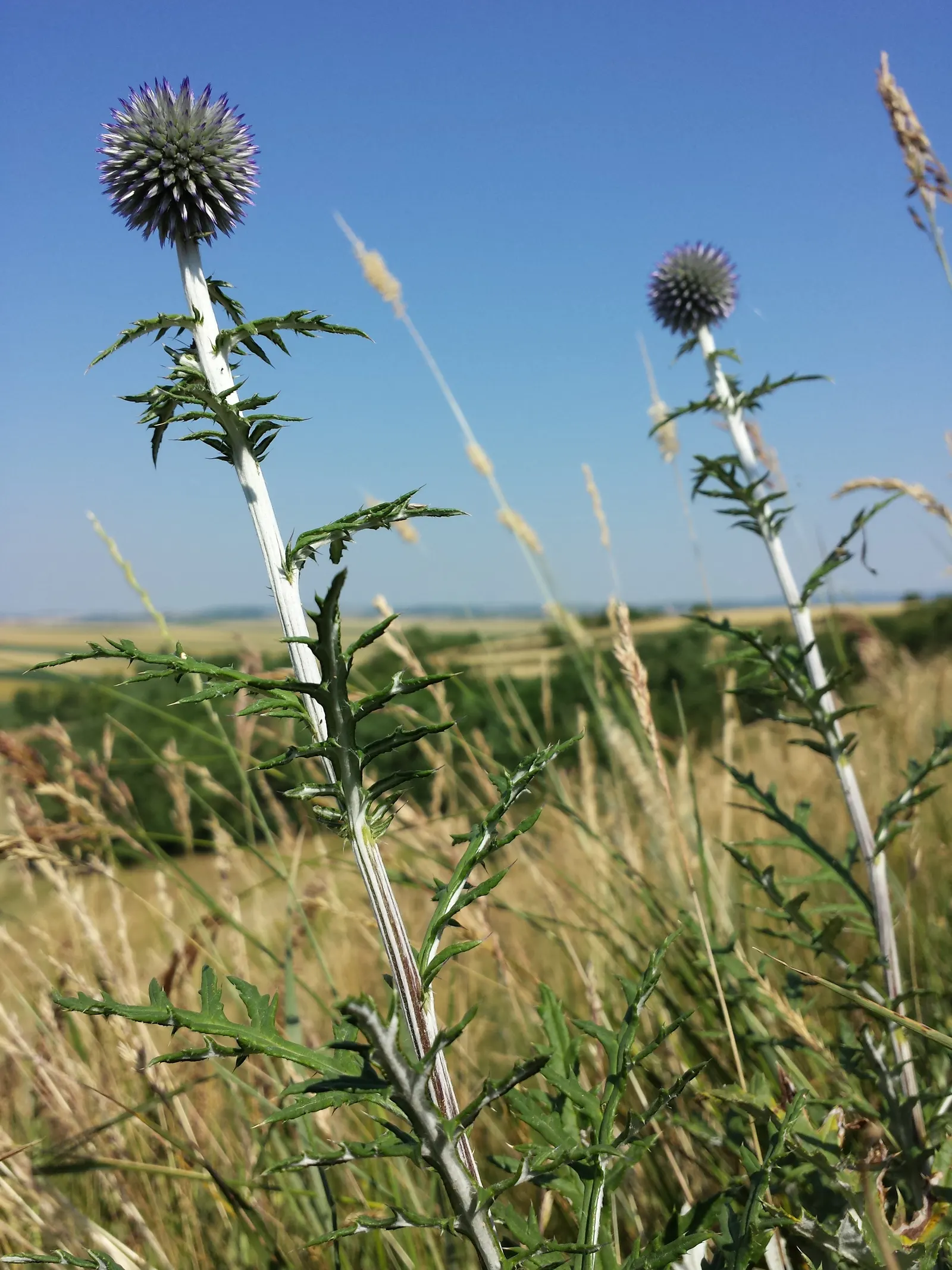 Globe Thistle (Echinops Ritro Ruthenicus) — Its blooms make excellent cut flowers or dried arrangements; hailing from the Asteraceae family, image 151