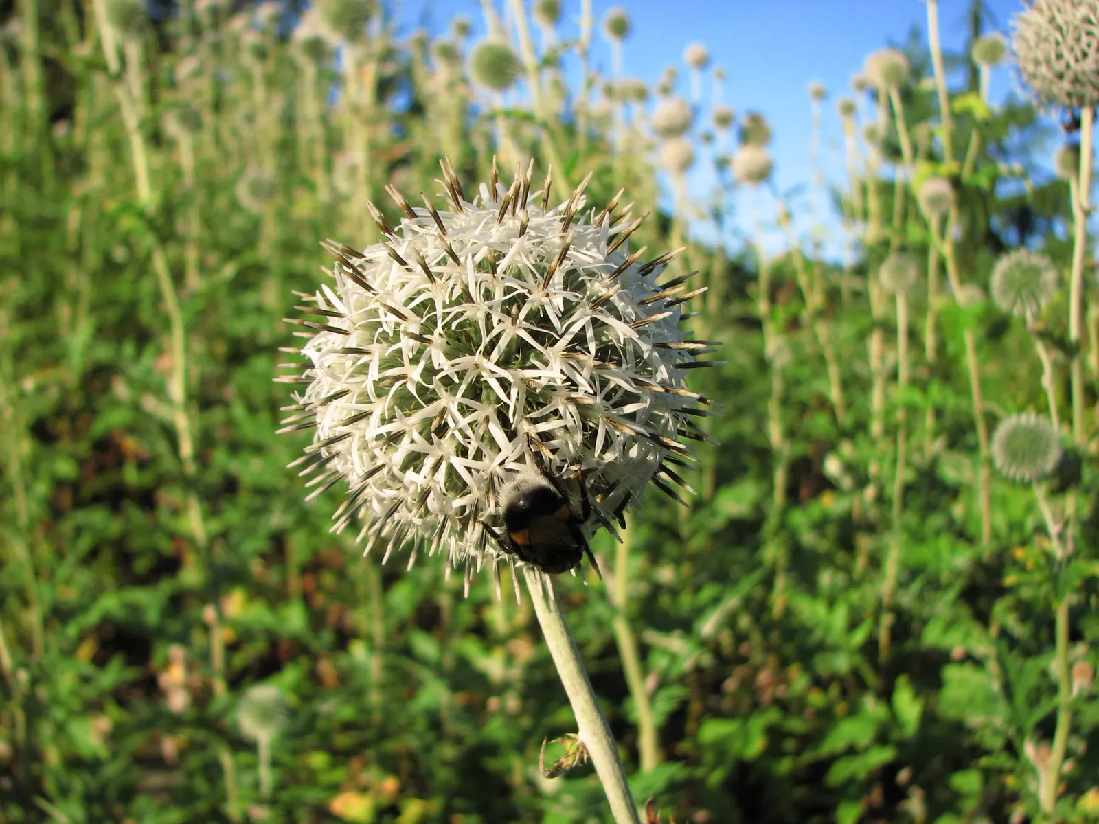 Globe Thistle (Echinops Ritro Ruthenicus) — such as bees and butterflies; annual / wildflower with blue blooms