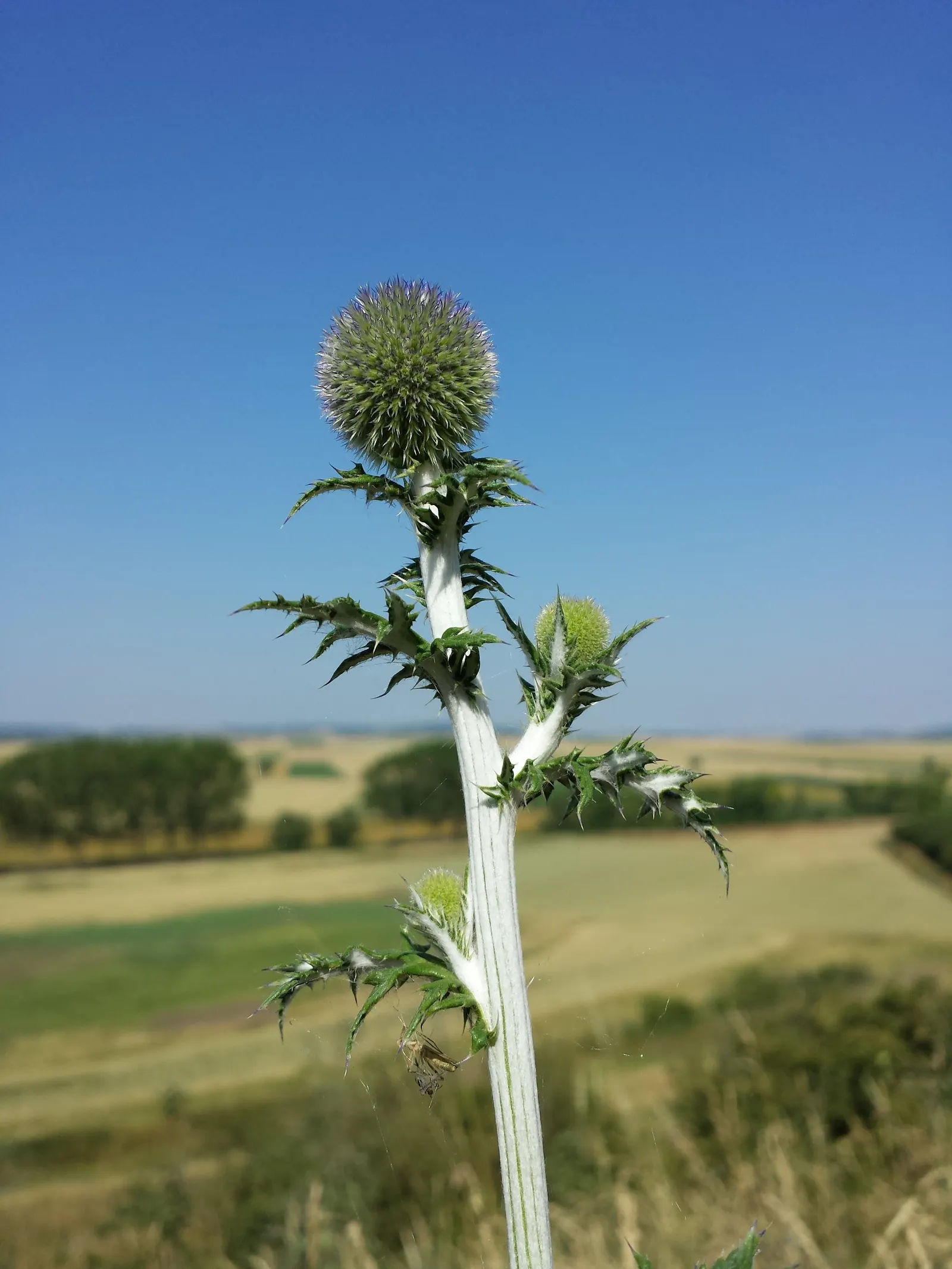 Globe Thistle (Echinops Ritro Ruthenicus) — or Echinops ritro 'Ruthenicus'; is a robust perennial producing striking, image 125