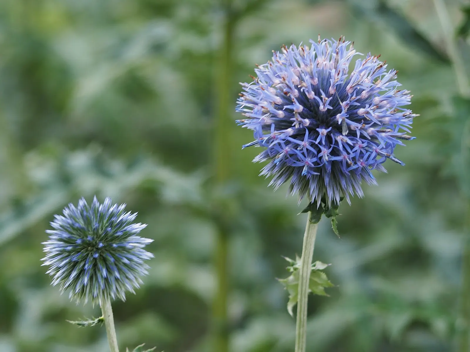 Globe Thistle (Echinops Ritro Ruthenicus) — adding a touch of drama and allure to their outdoor canvas