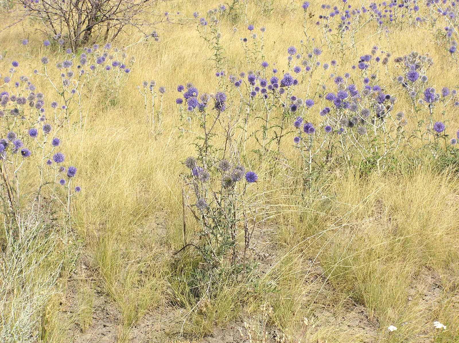 Globe Thistle (Echinops Ritro Ruthenicus) — clients will enjoy its ornamental charms; its unique blossoms are magnets for pollinators