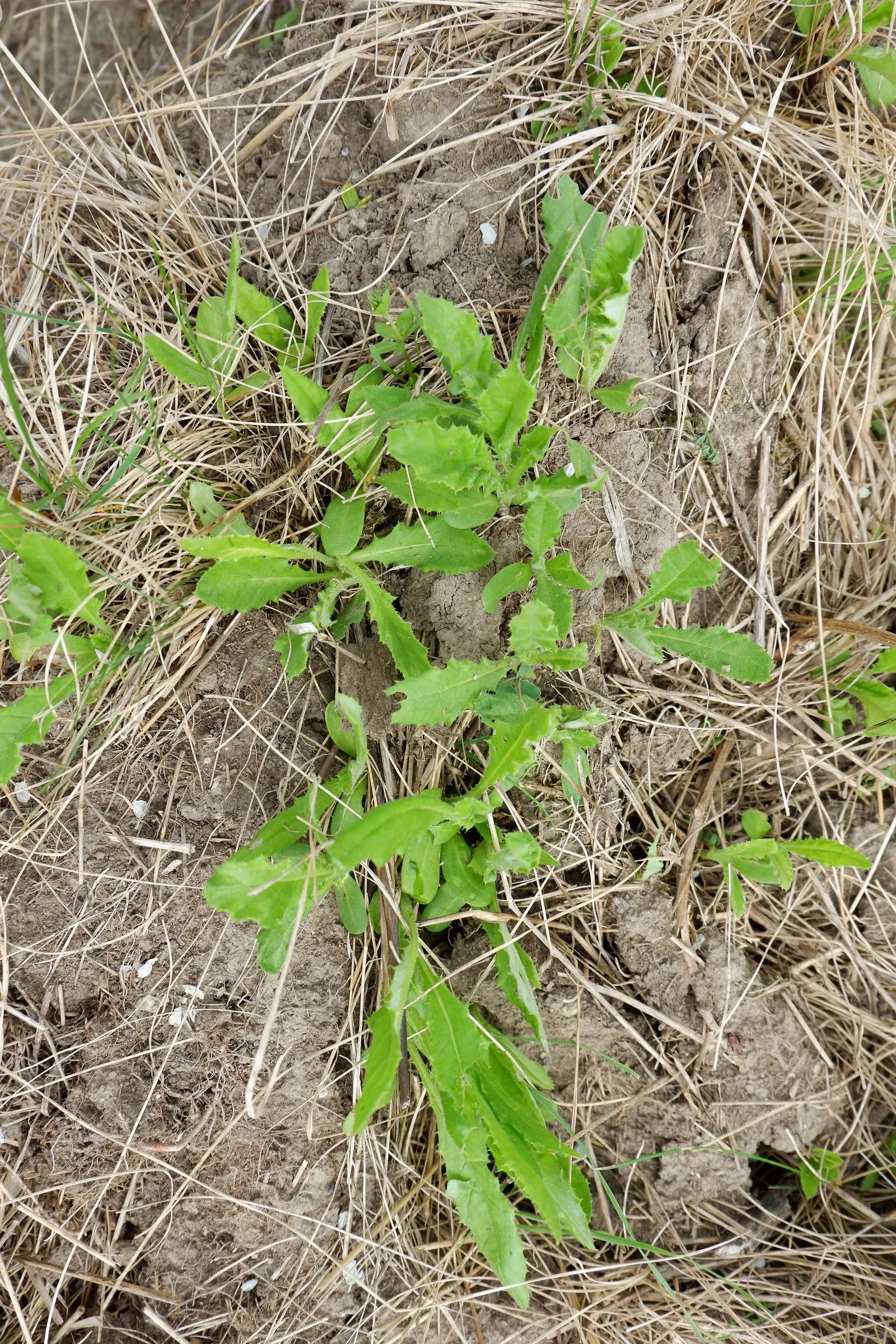Globe Thistle (Echinops Ritro Ruthenicus) — Echinops ritro 'Ruthenicus'; mature plants reach up to 3-4 feet high and spread 2-3 feet wide, image 88