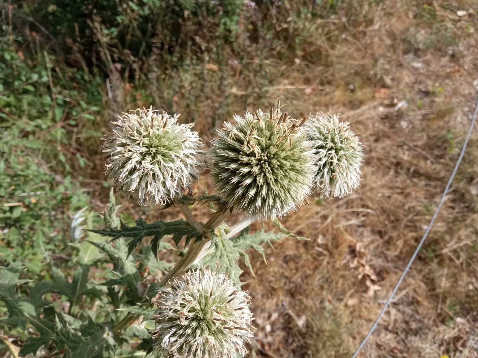 Globe Thistle (Echinops Ritro Ruthenicus) — It thrives in USDA hardiness zones 3 through 8; annual / wildflower for full, image 104