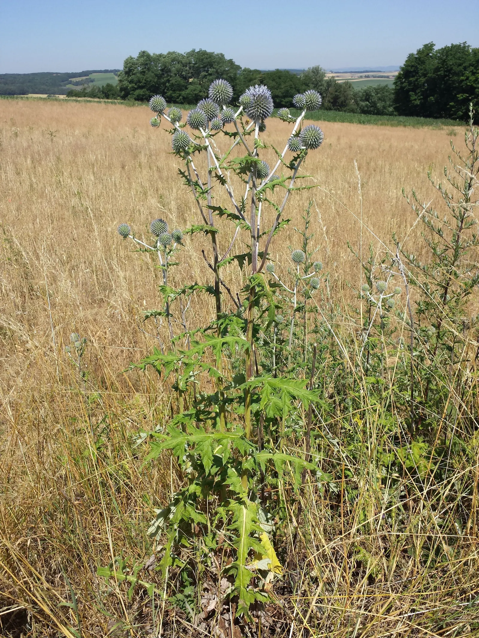 Globe Thistle (Echinops Ritro Ruthenicus) — or Echinops ritro 'Ruthenicus'; is a robust perennial producing striking, image 67