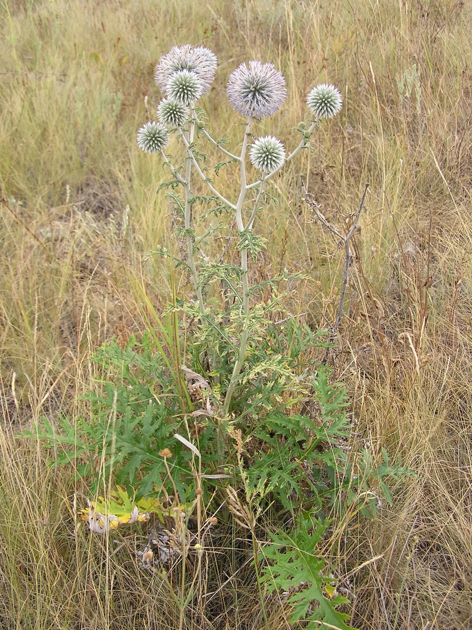 Globe Thistle (Echinops Ritro Ruthenicus) — Hailing from the Asteraceae family; or Echinops ritro 'Ruthenicus', image 68