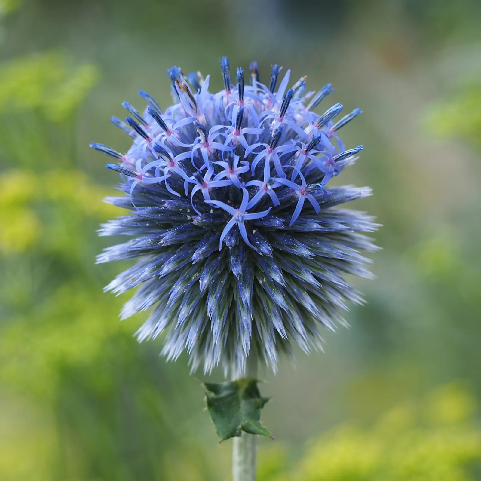 Globe Thistle (Echinops Ritro Ruthenicus) — Blooming from mid to late summer, it attracts pollinators while being deer resistant; it thrives in, image 123