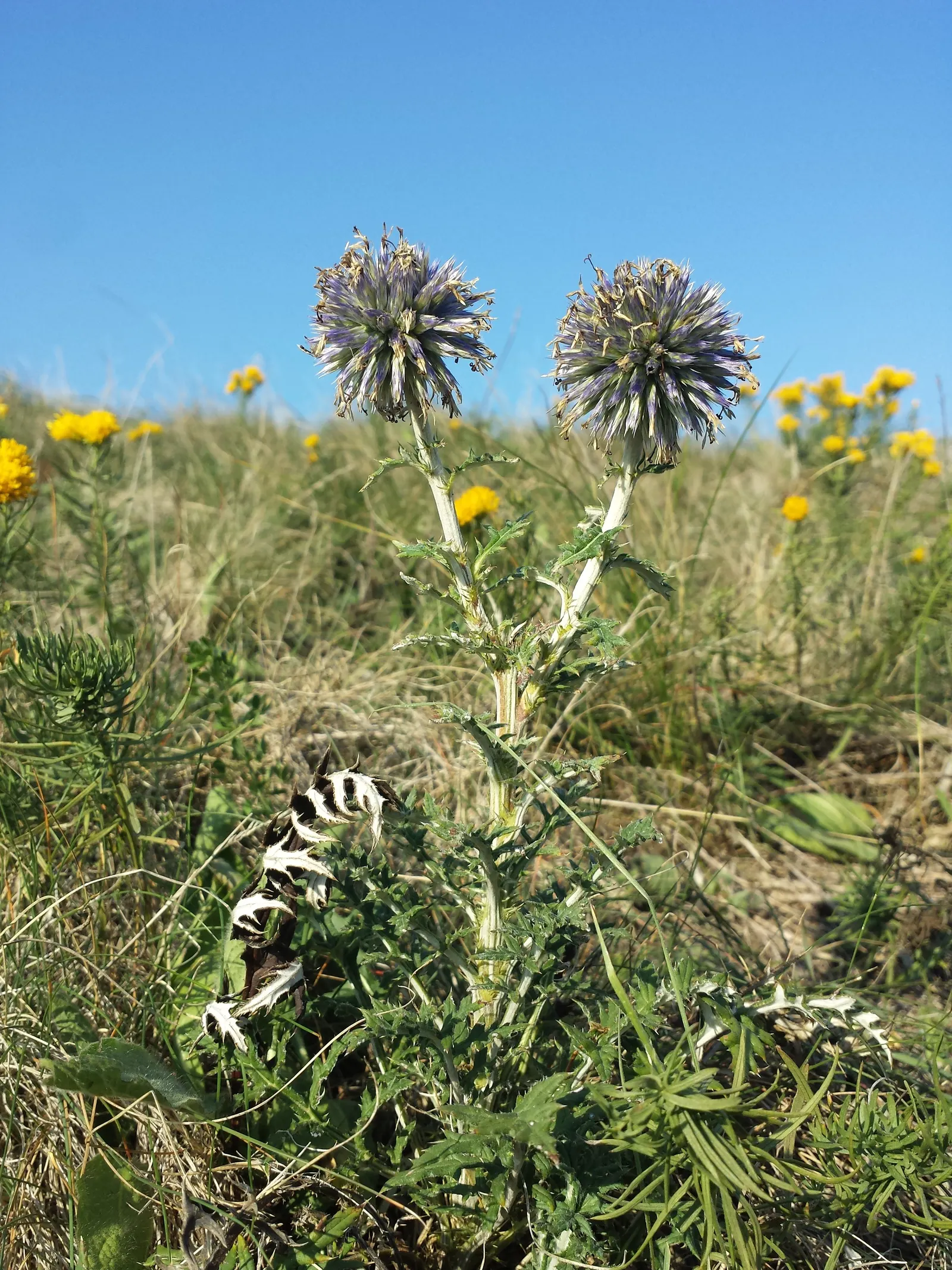 Globe Thistle (Echinops Ritro Ruthenicus) — metallic blue flower heads atop silvery; demonstrating a robust tolerance to drought conditions once, image 90