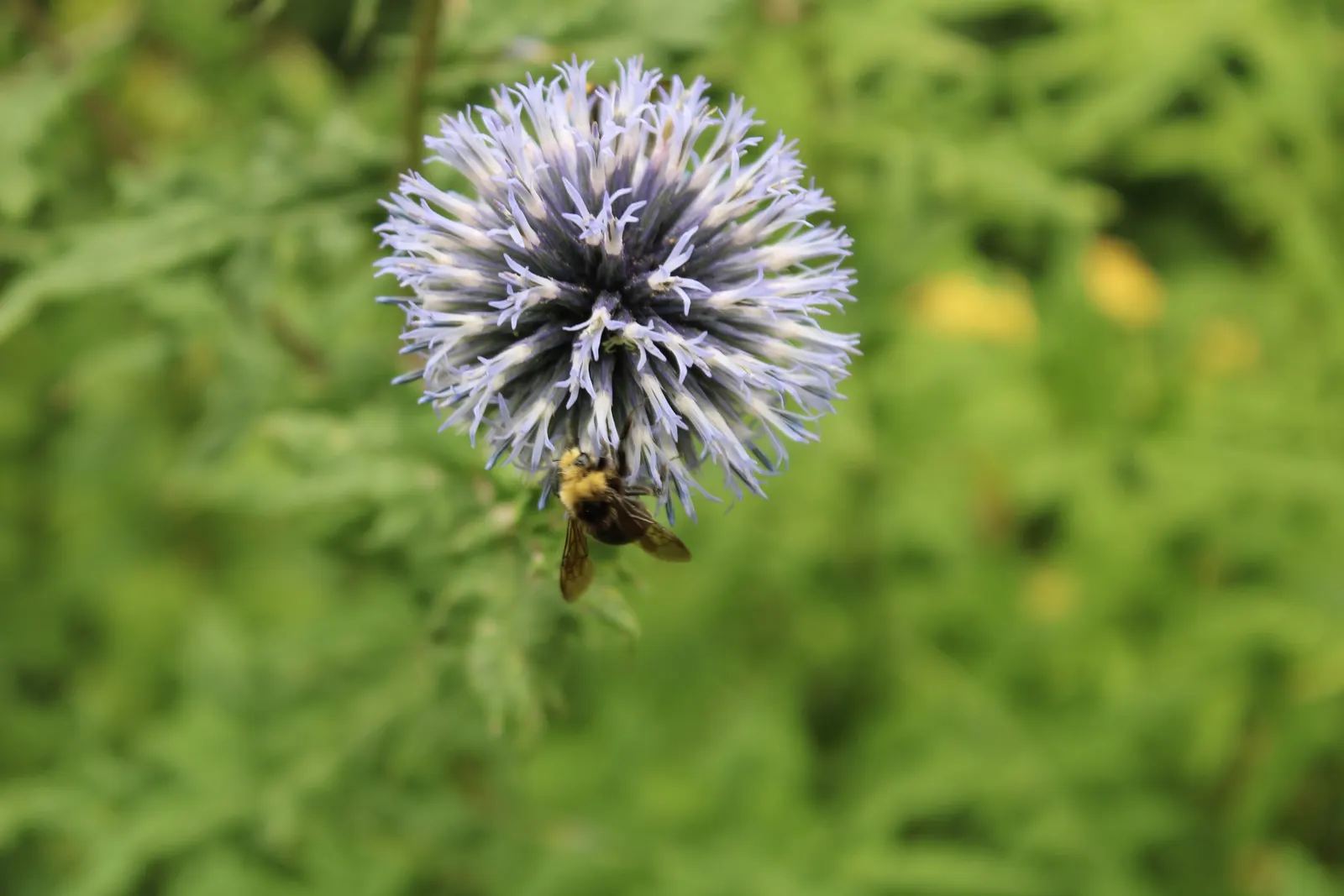 Globe Thistle (Echinops Ritro Ruthenicus) — clients will enjoy its ornamental charms