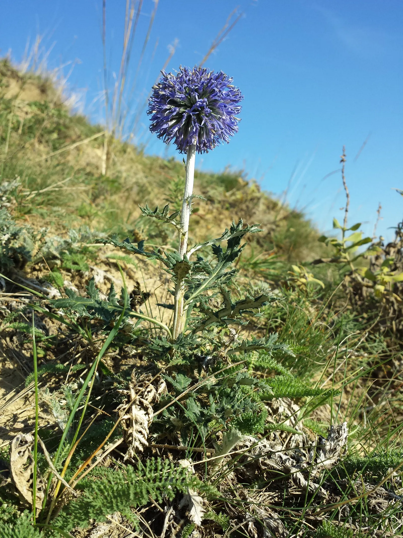 Globe Thistle (Echinops Ritro Ruthenicus) — its unique blossoms are magnets for pollinators
