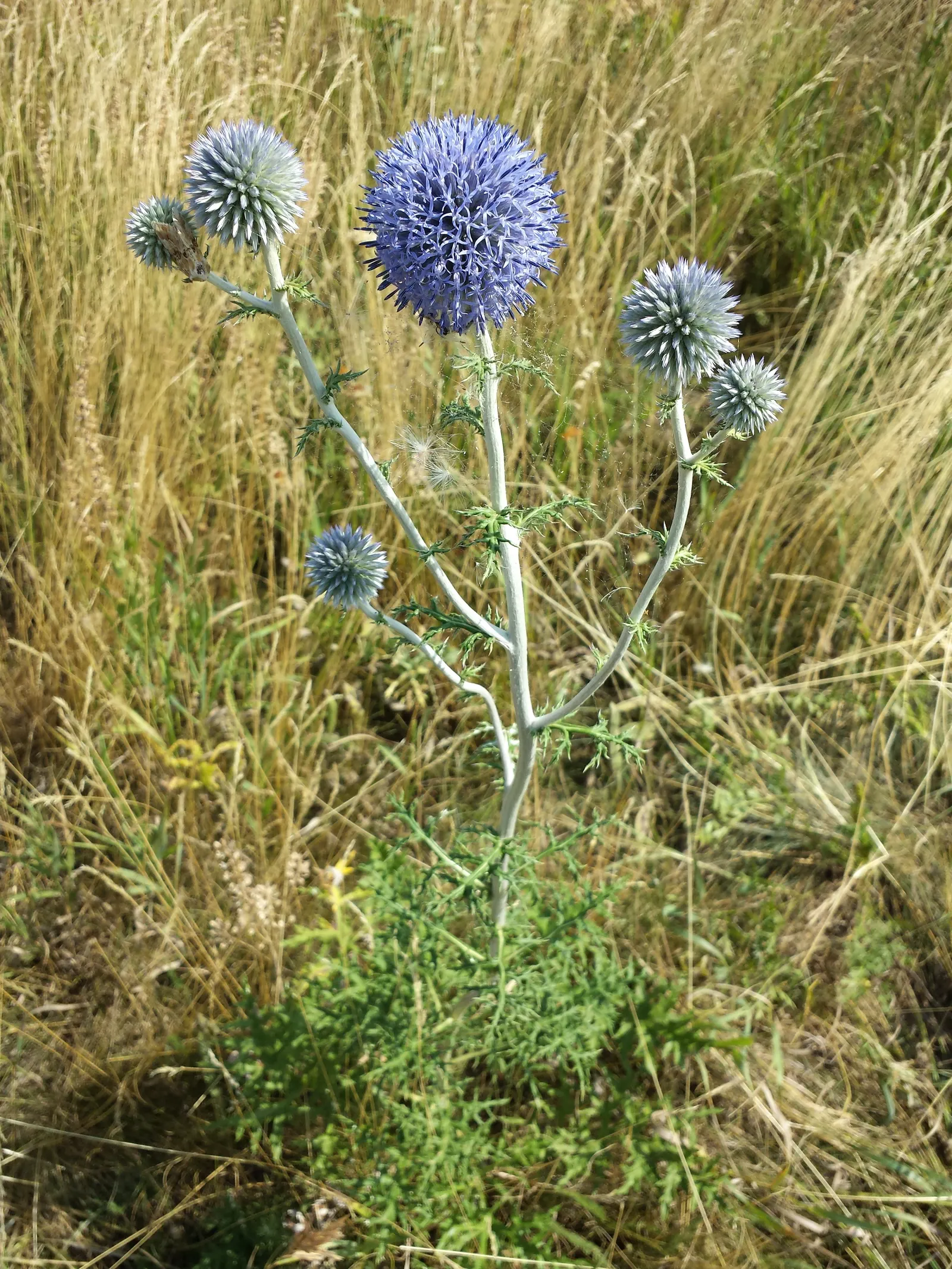 Globe Thistle (Echinops Ritro Ruthenicus) — its unique blossoms are magnets for pollinators; such as bees and butterflies, image 165