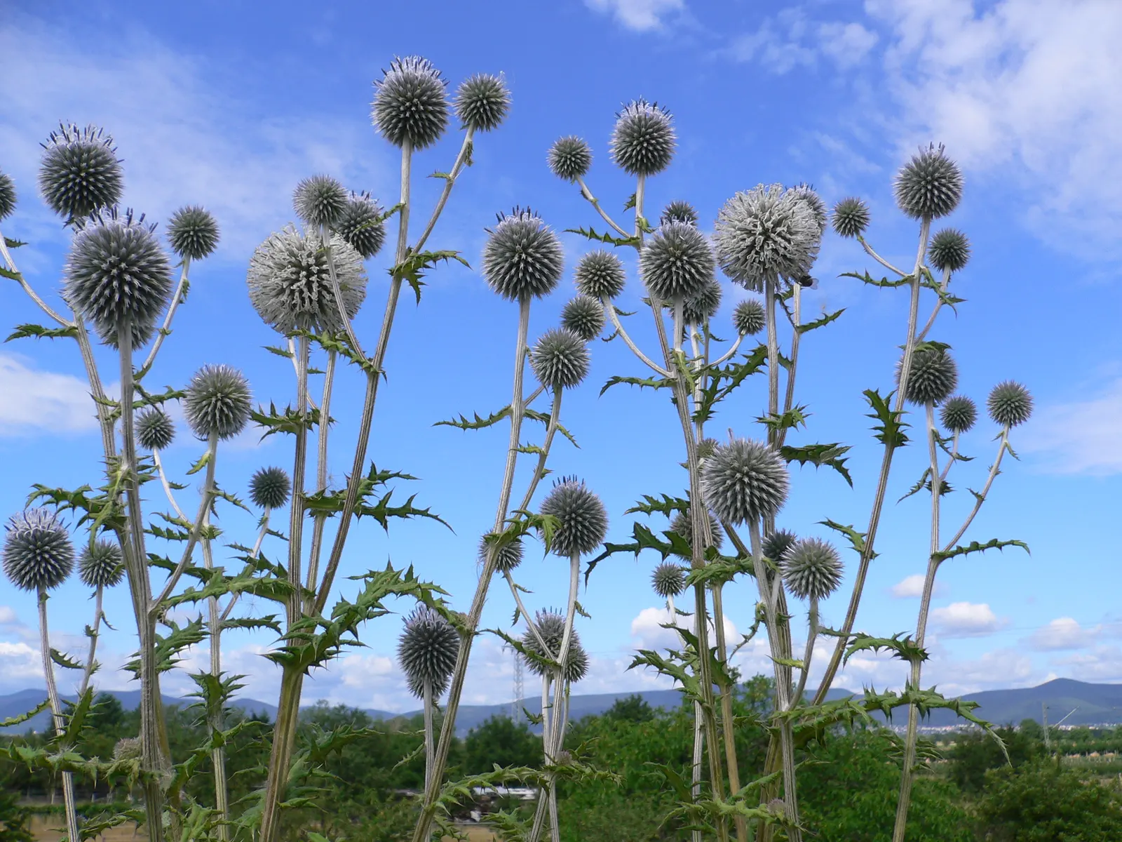 Globe Thistle (Echinops Ritro Ruthenicus) — Ideal for xeriscapes and gravel gardens