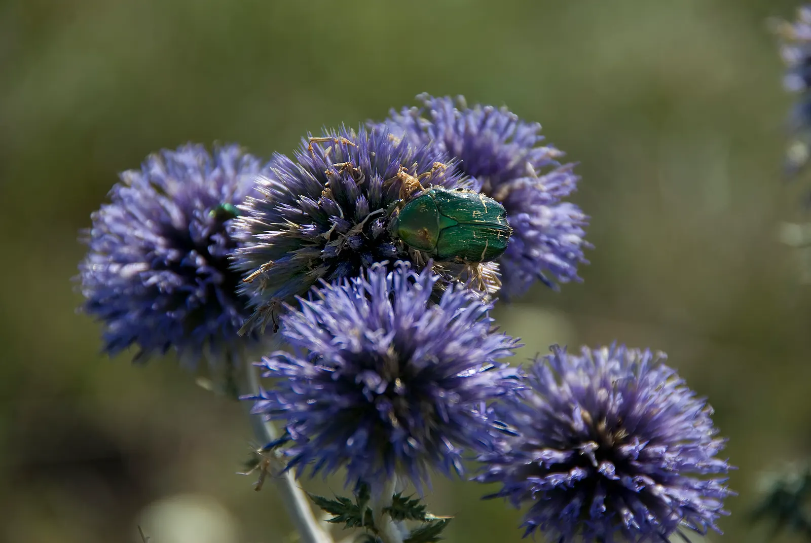 Globe Thistle (Echinops Ritro Ruthenicus) — Deadheading spent flowers can encourage a second bloom and prevent self-seeding