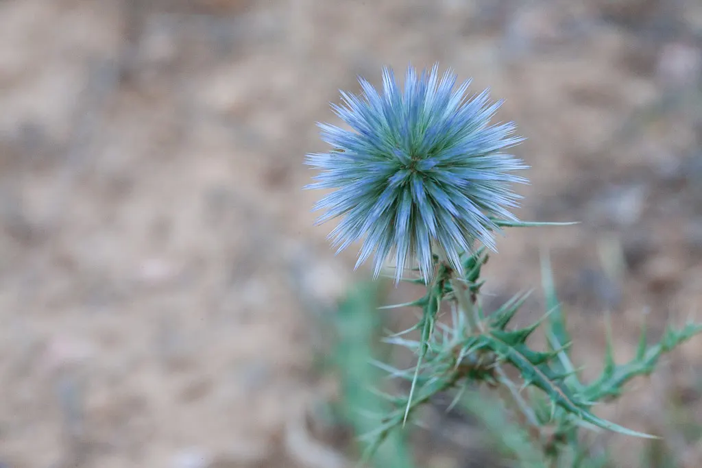 Globe Thistle (Echinops Ritro Ruthenicus) — enhancing the ecological value of the landscape; its blooms make excellent cut flowers or dried, image 109
