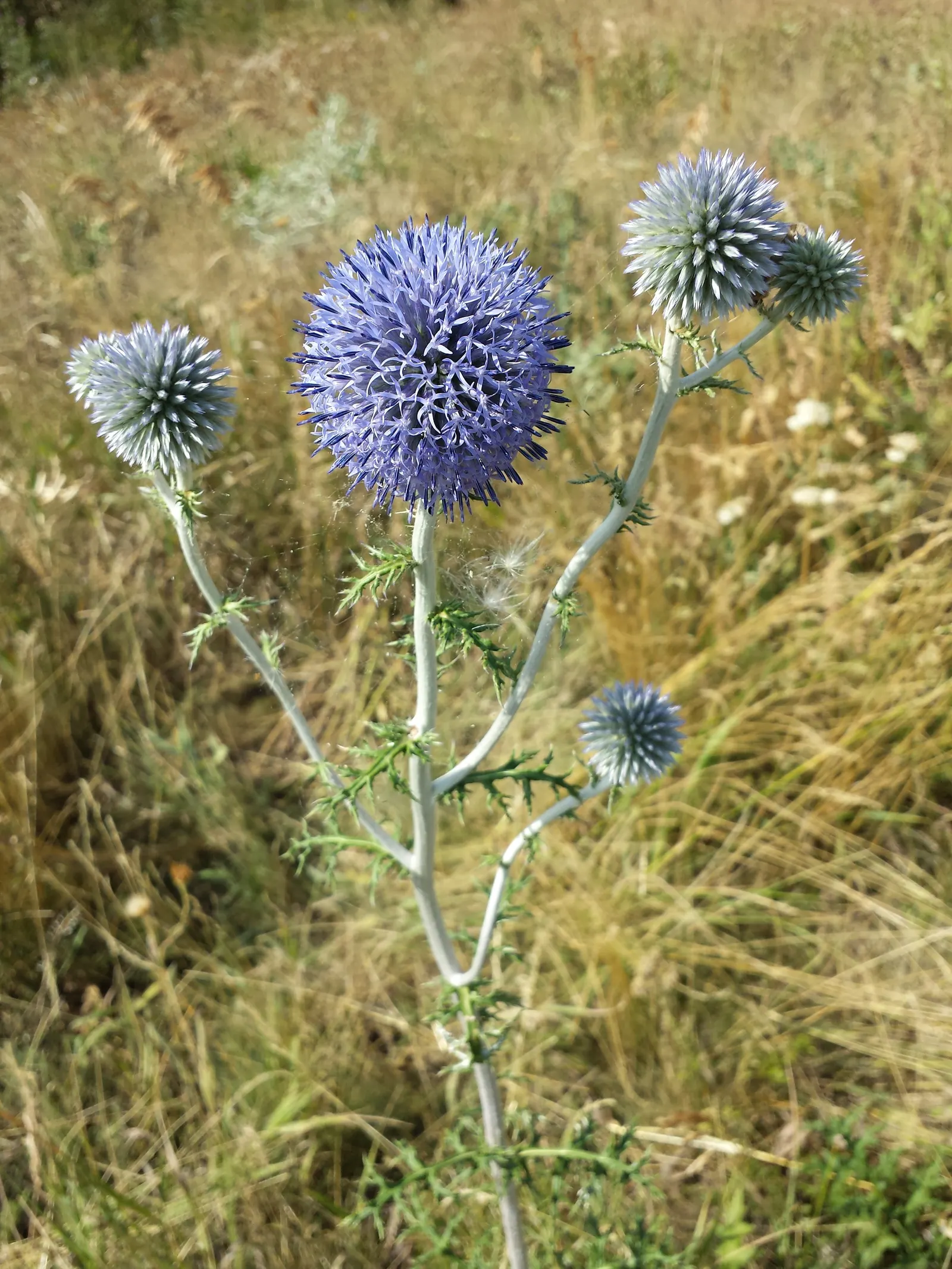 Globe Thistle (Echinops Ritro Ruthenicus) — Mature plants reach up to 3-4 feet high and spread 2-3 feet wide; starkly contrasting blooms from, image 91