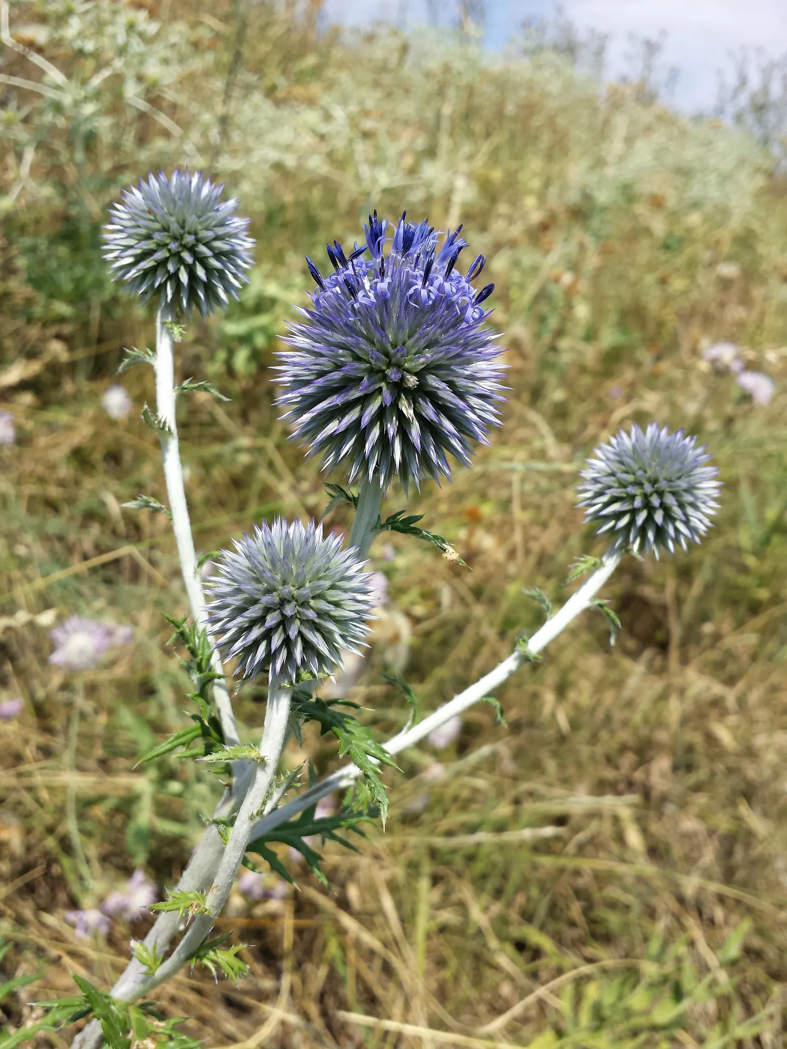 Globe Thistle (Echinops Ritro Ruthenicus) — Hailing from the Asteraceae family